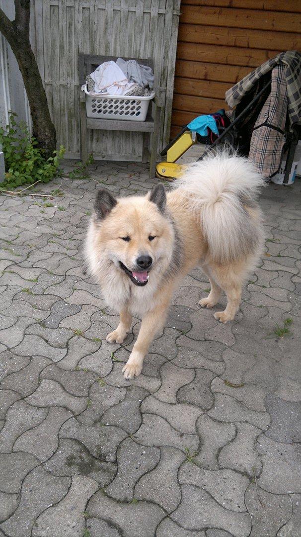 Eurasier Asklunds Charming Cornelius (Enzo) billede 11