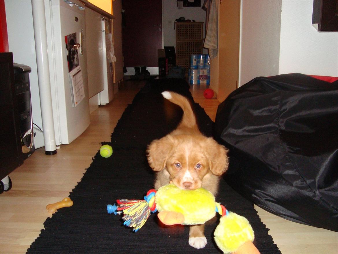 Nova scotia duck tolling retriever Redborn first Contact (Dixie) [Himmelhund] - Apportering (9 uger) billede 34