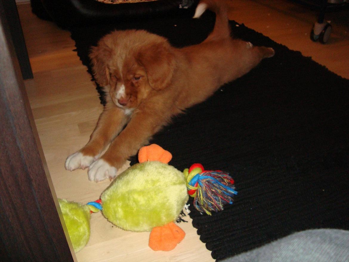 Nova scotia duck tolling retriever Redborn first Contact (Dixie) [Himmelhund] - 9 uger billede 35