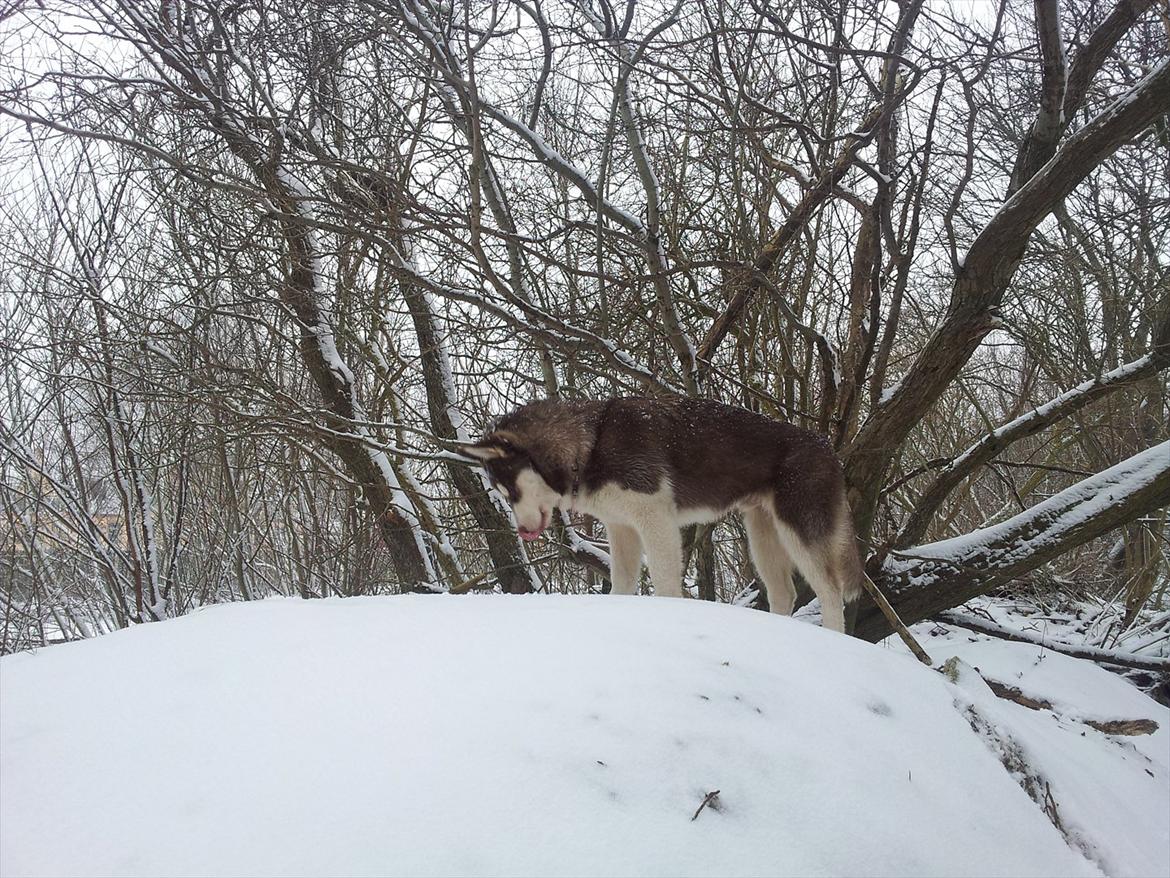 Siberian husky  showhusky zemabor Bosko billede 1