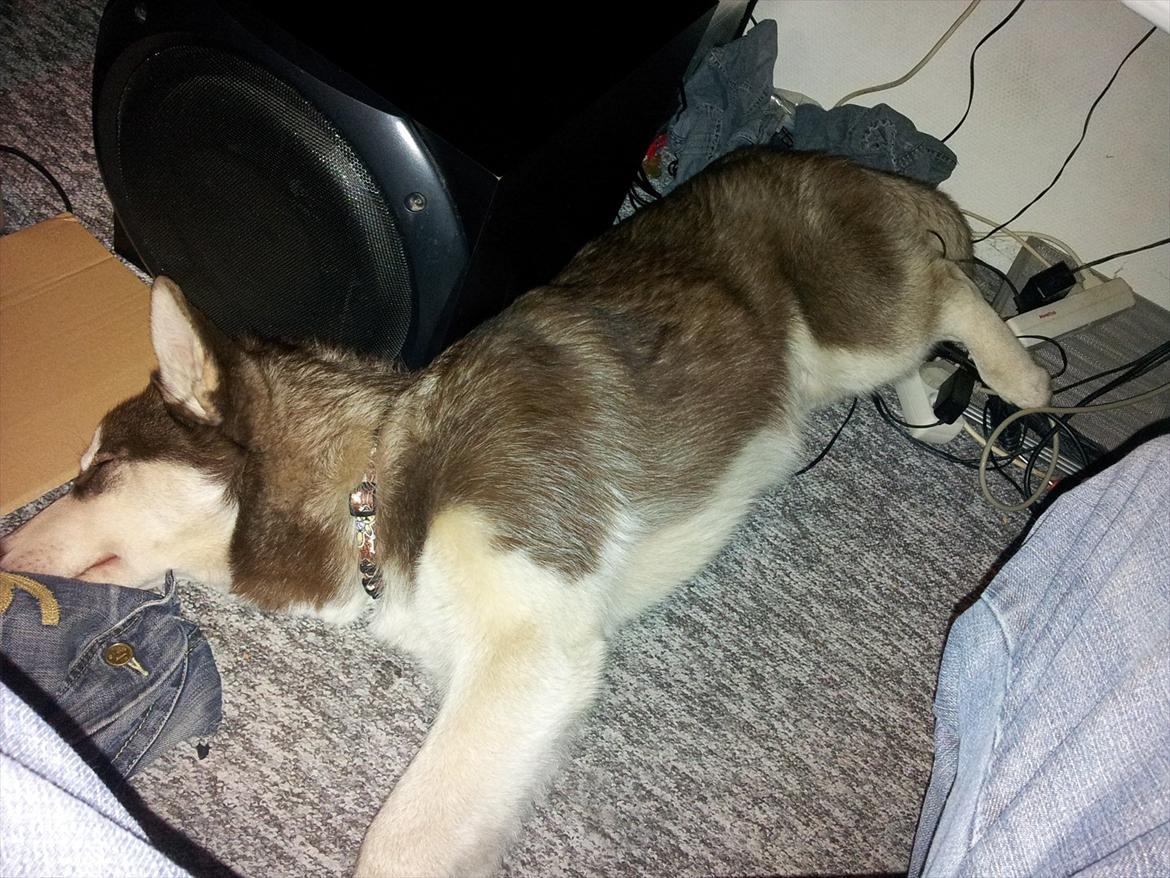 Siberian husky  showhusky zemabor Bosko billede 2