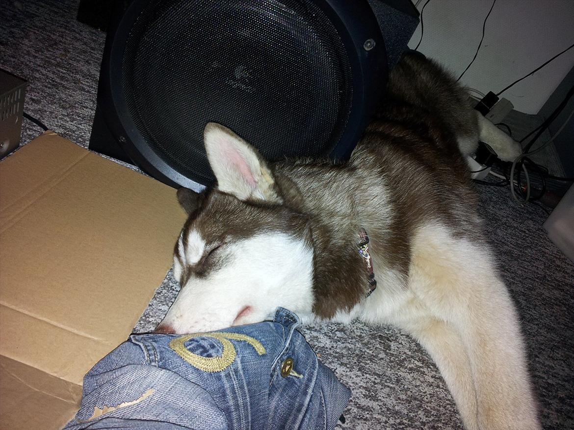 Siberian husky  showhusky zemabor Bosko billede 3