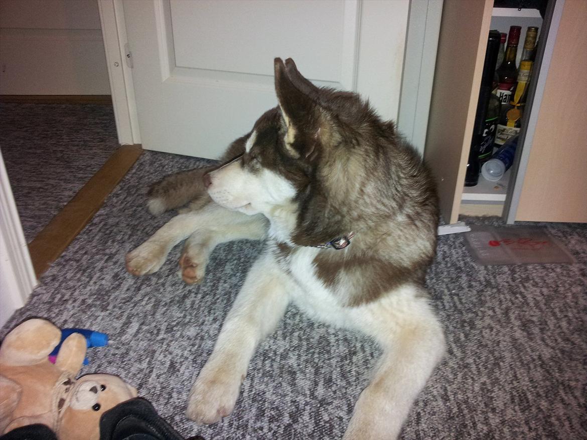 Siberian husky  showhusky zemabor Bosko billede 4