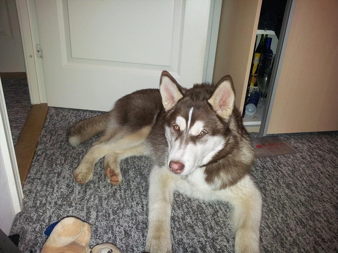 Siberian husky  showhusky zemabor Bosko billede 5