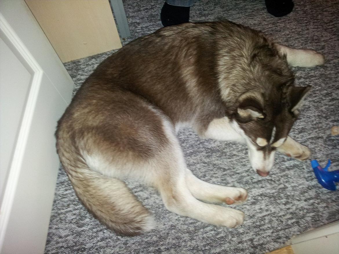 Siberian husky  showhusky zemabor Bosko billede 6