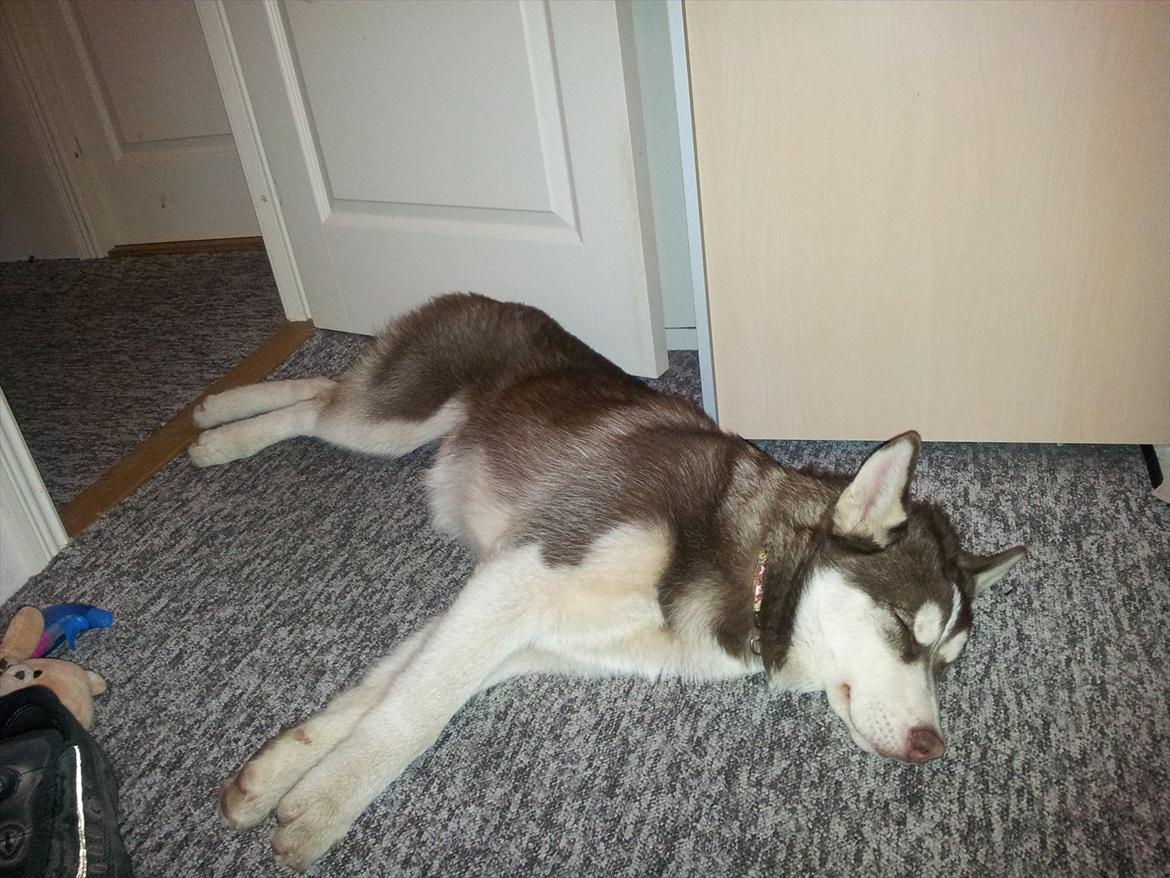 Siberian husky  showhusky zemabor Bosko billede 7
