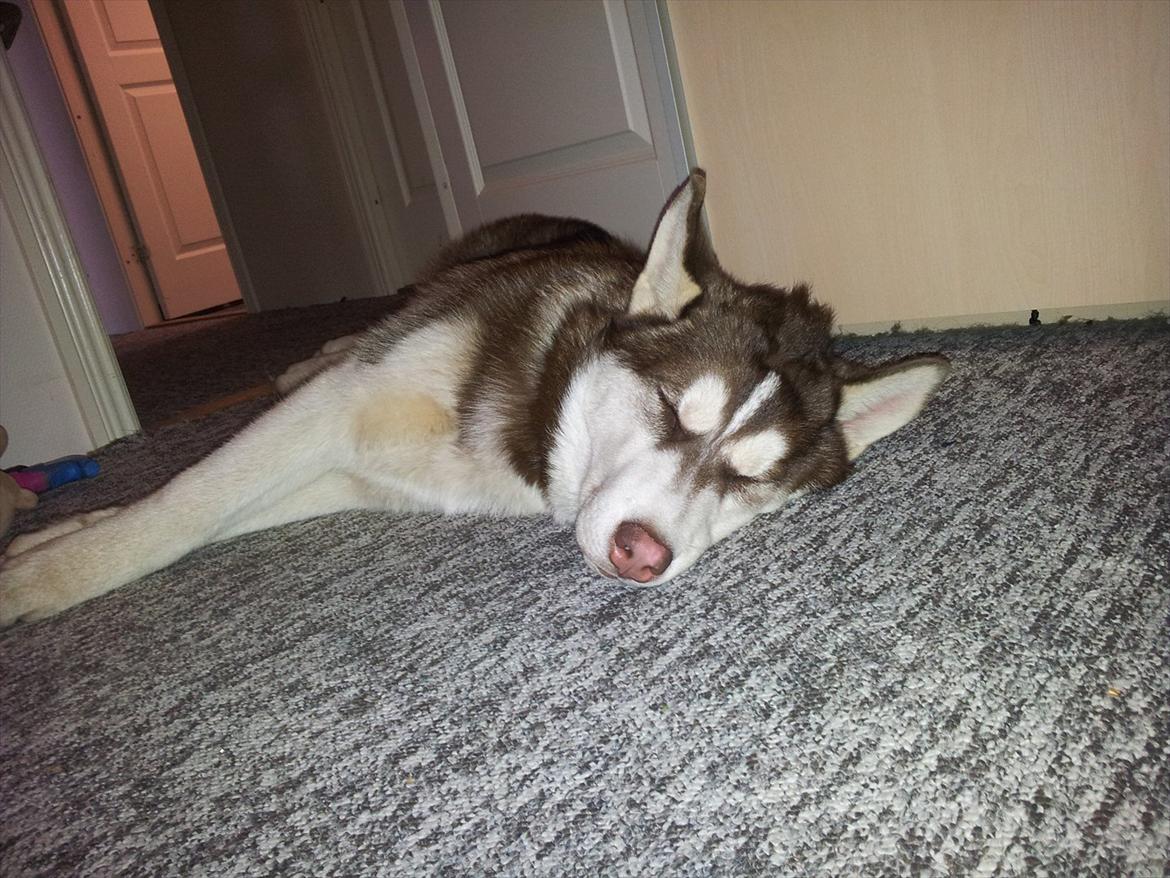 Siberian husky  showhusky zemabor Bosko billede 8