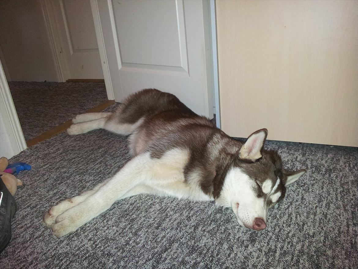 Siberian husky  showhusky zemabor Bosko billede 9