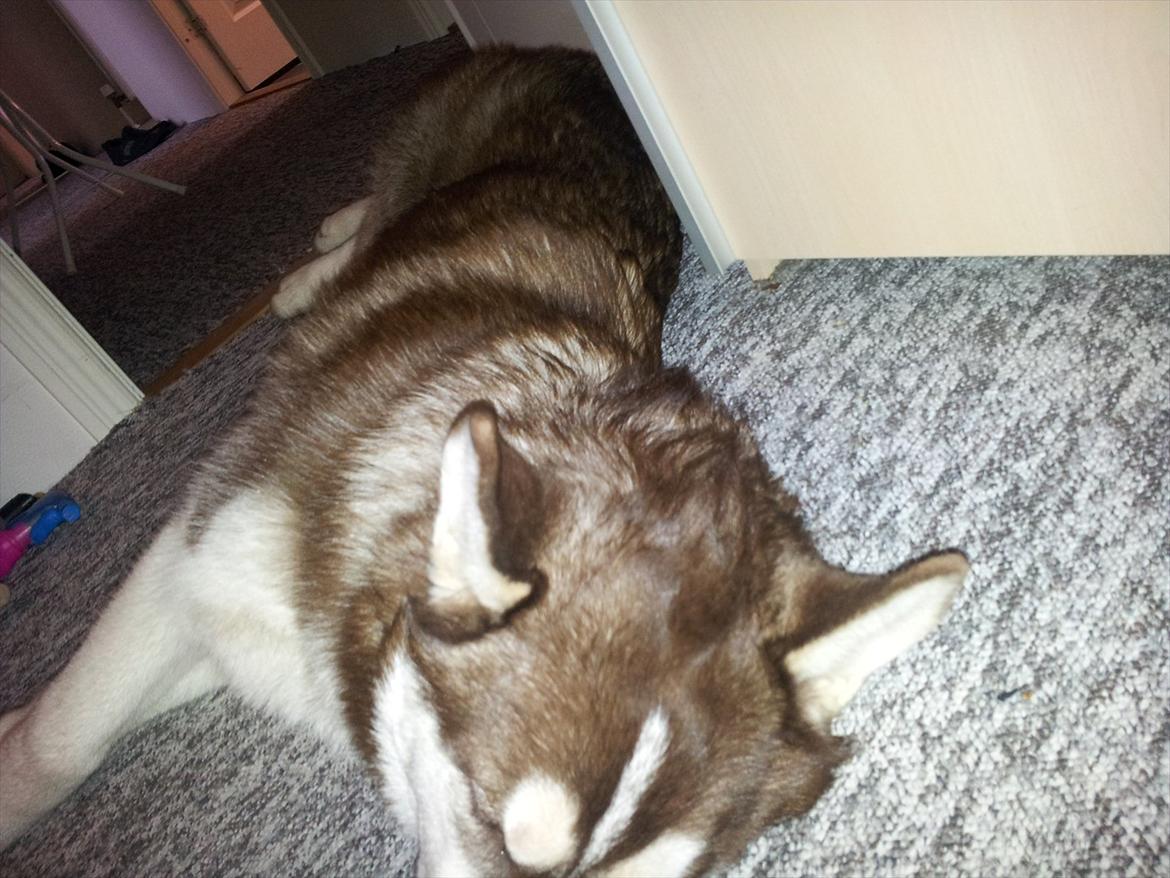 Siberian husky  showhusky zemabor Bosko billede 10