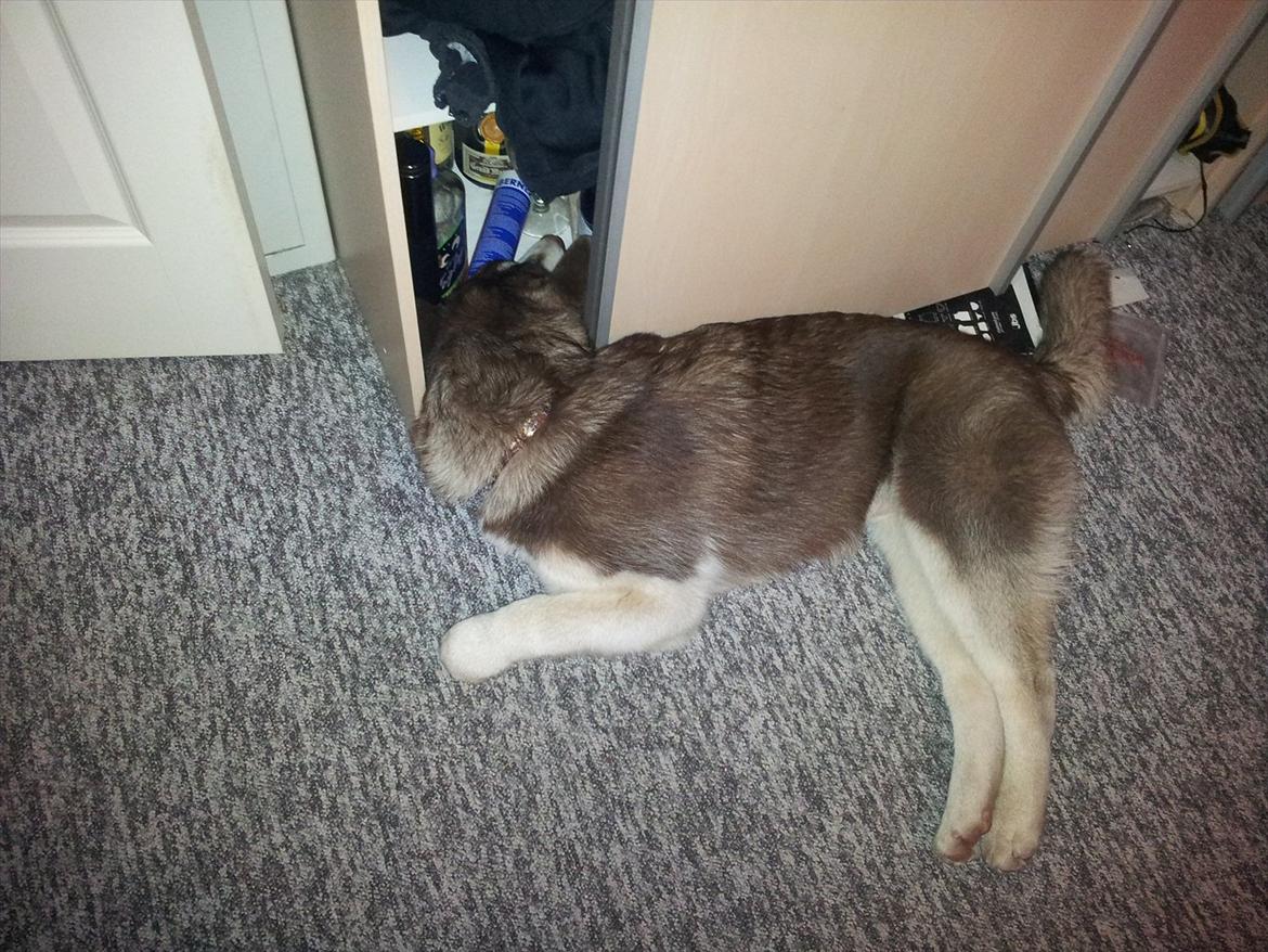 Siberian husky  showhusky zemabor Bosko billede 11