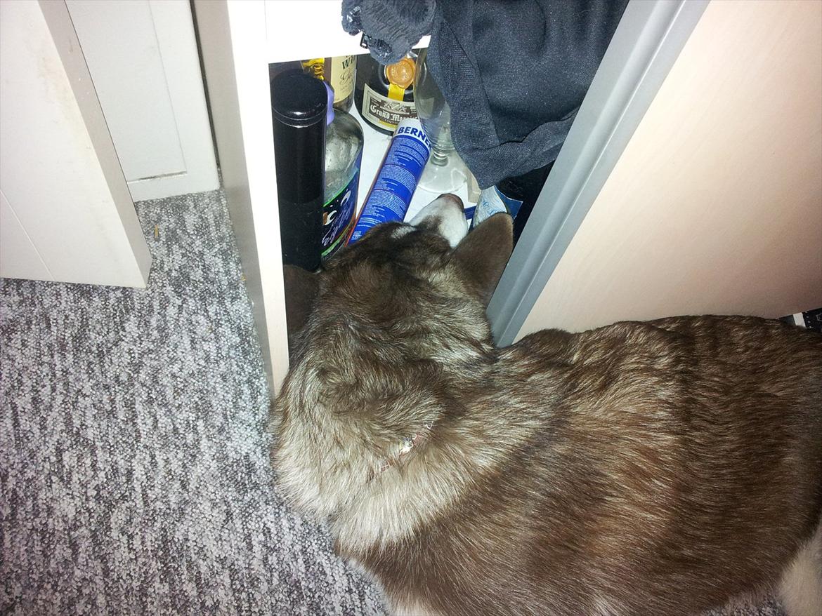 Siberian husky  showhusky zemabor Bosko billede 12