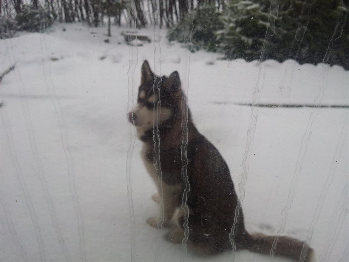 Siberian husky  showhusky zemabor Bosko billede 13