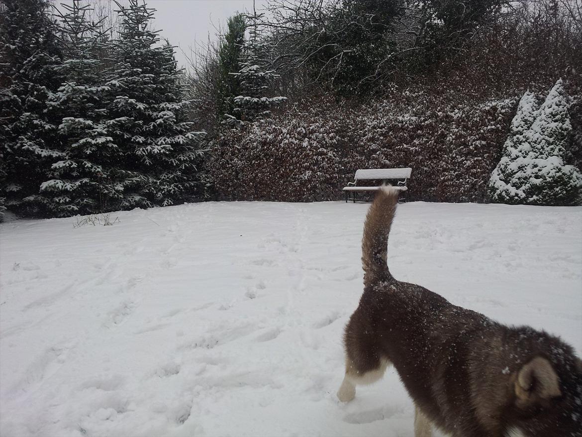 Siberian husky  showhusky zemabor Bosko billede 14