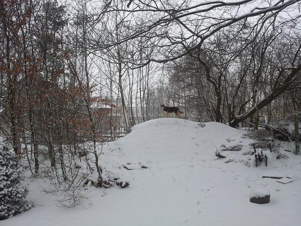 Siberian husky  showhusky zemabor Bosko billede 15