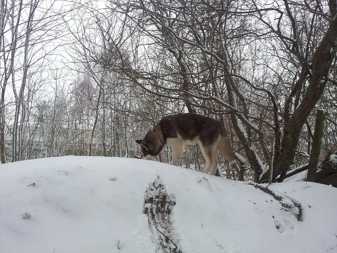 Siberian husky  showhusky zemabor Bosko billede 16