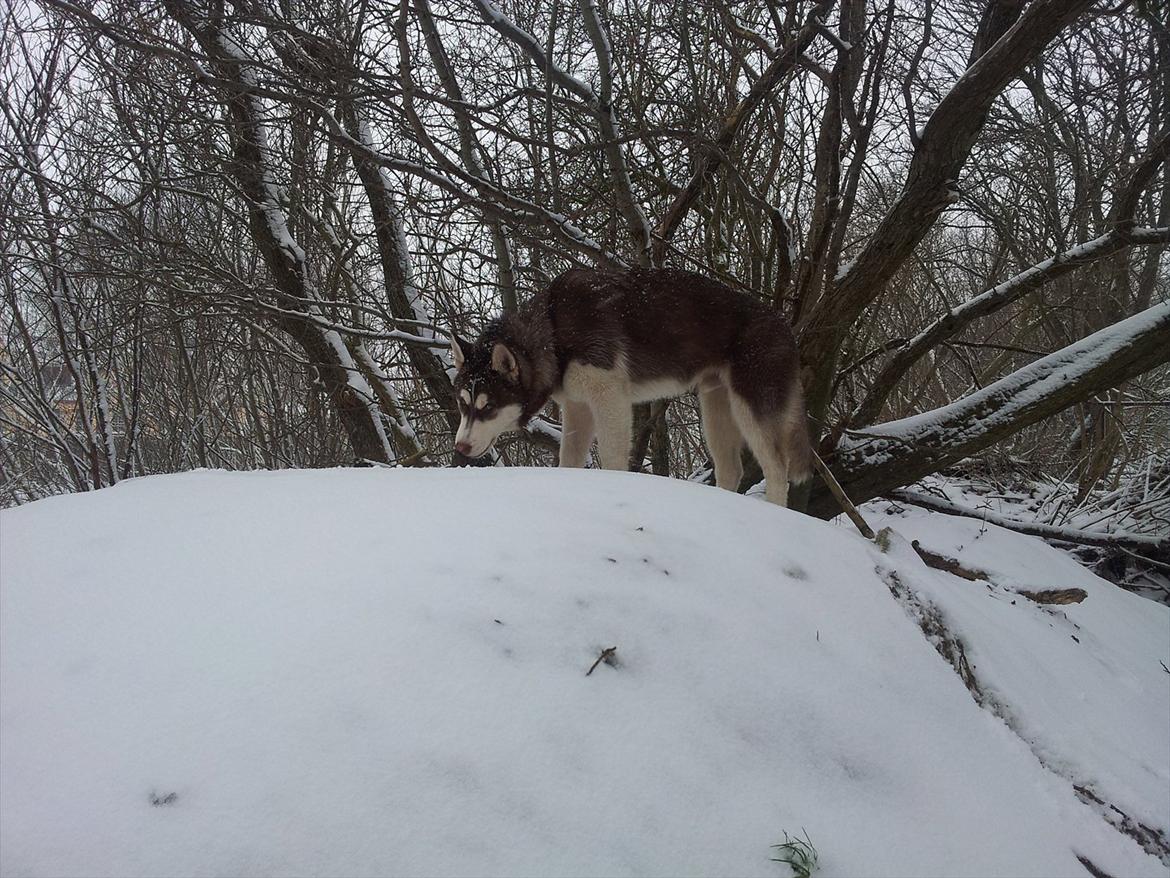 Siberian husky  showhusky zemabor Bosko billede 17