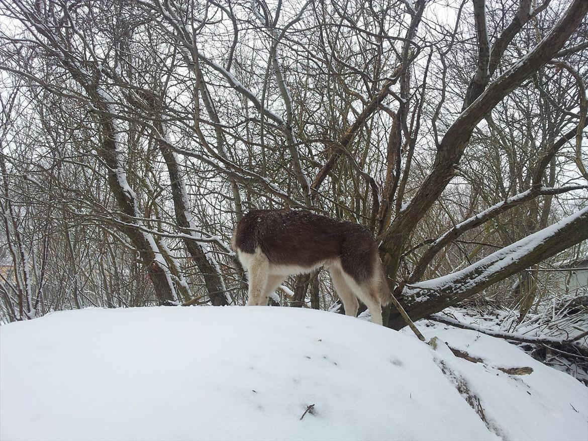 Siberian husky  showhusky zemabor Bosko billede 18