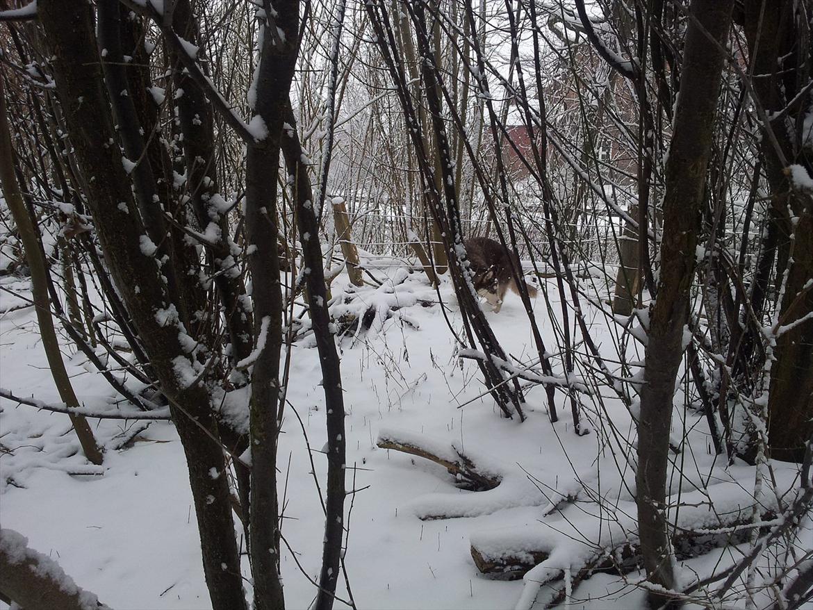 Siberian husky  showhusky zemabor Bosko billede 19