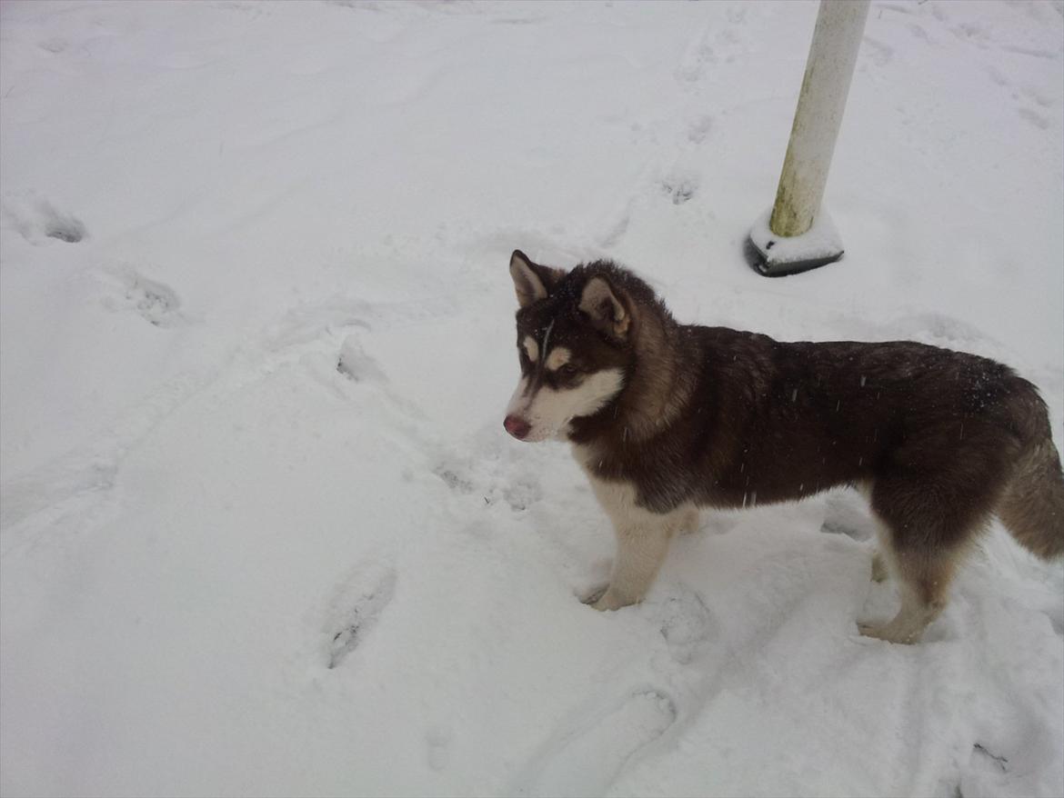 Siberian husky  showhusky zemabor Bosko billede 20