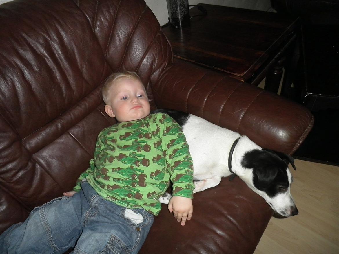 Blanding af racer Kvik billede 1