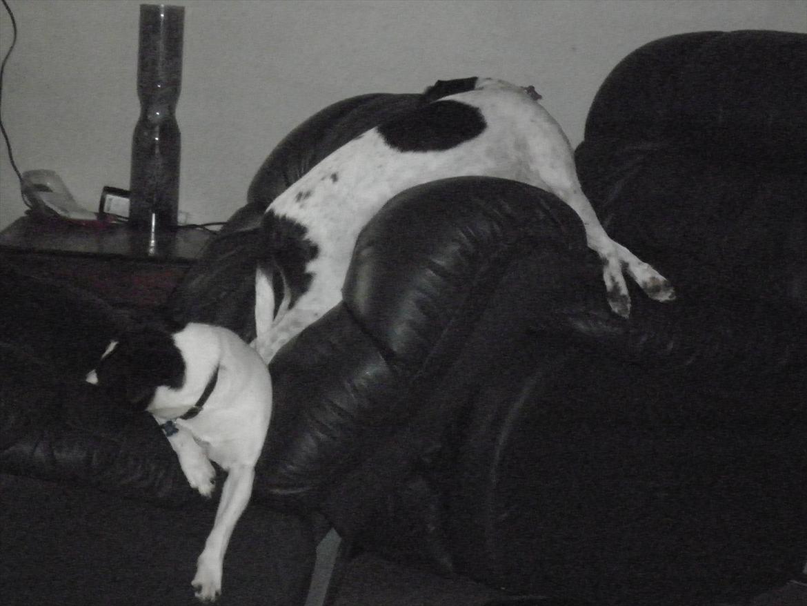 Blanding af racer Kvik billede 2