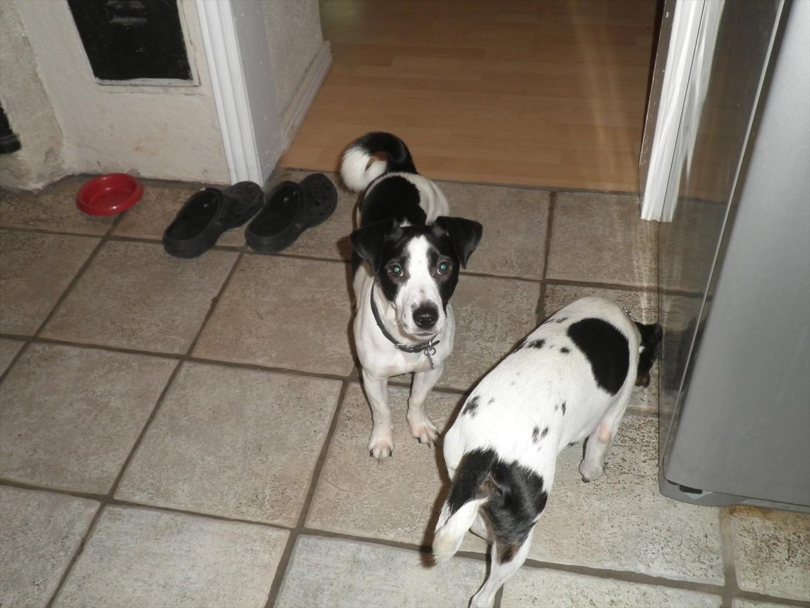 Blanding af racer Kvik billede 3