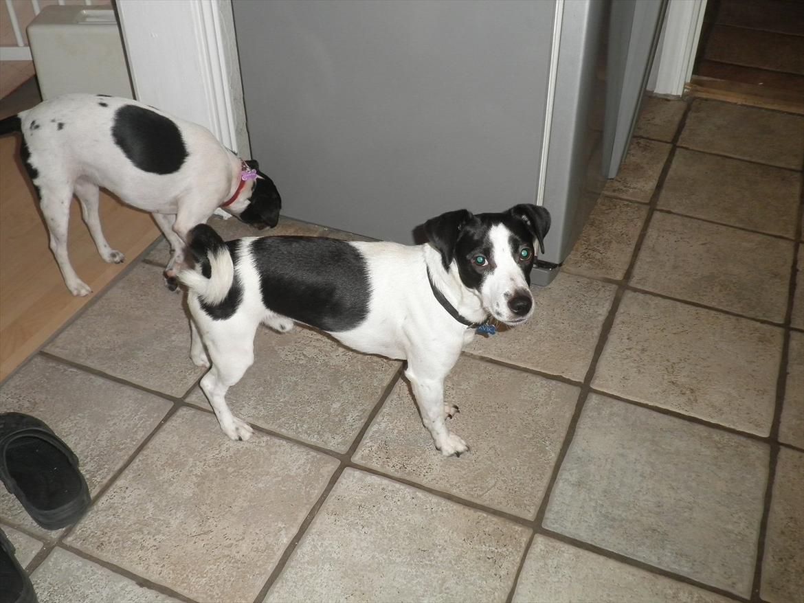 Blanding af racer Kvik billede 4