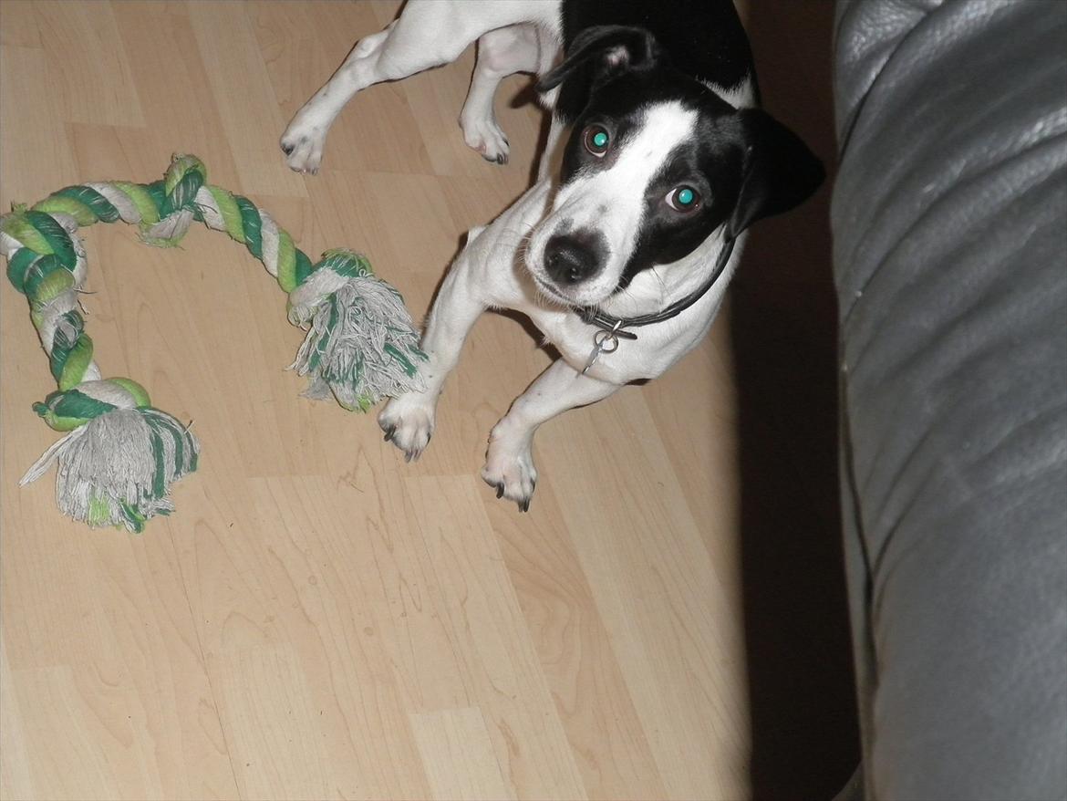 Blanding af racer Kvik billede 5