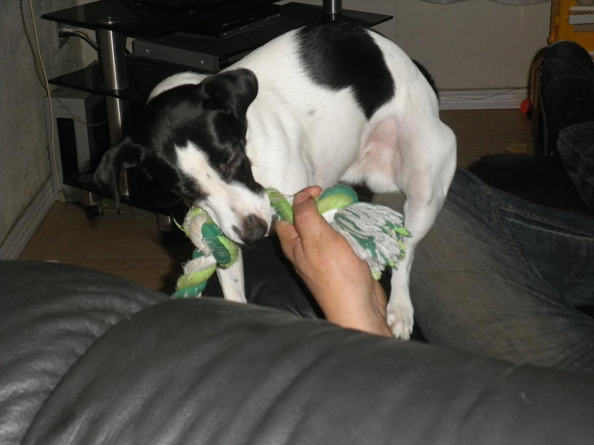 Blanding af racer Kvik billede 6