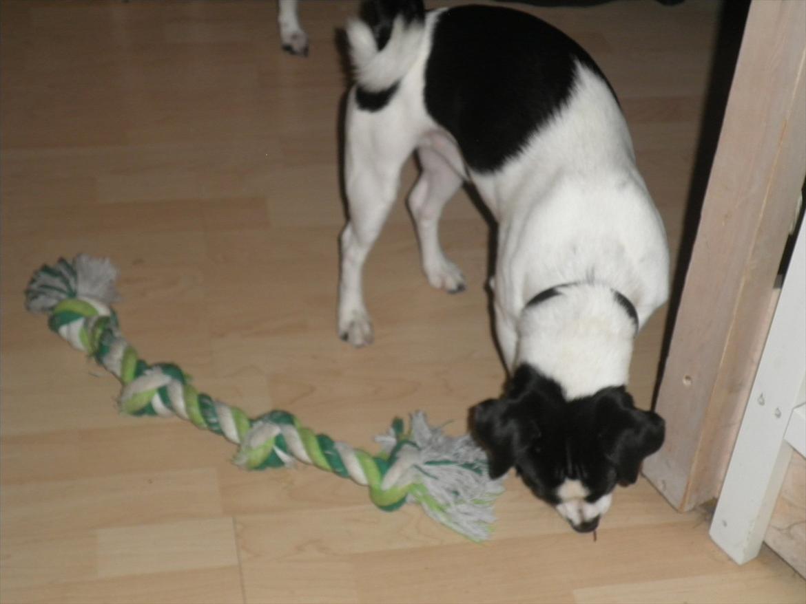 Blanding af racer Kvik billede 7