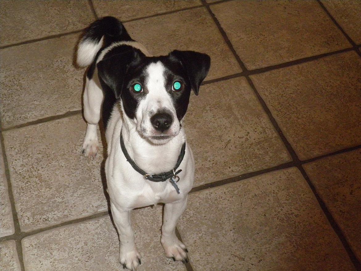 Blanding af racer Kvik billede 8