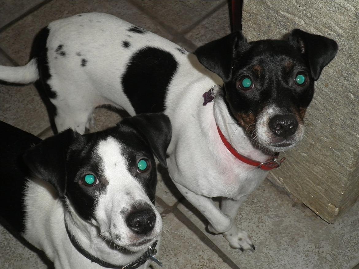 Blanding af racer Kvik billede 9