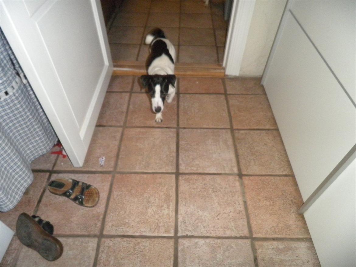 Blanding af racer Kvik billede 11