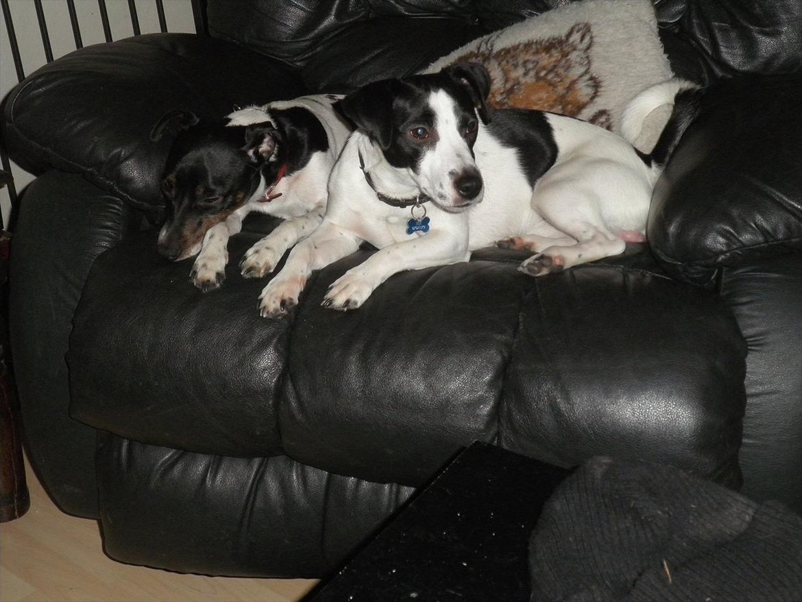 Blanding af racer Kvik billede 13