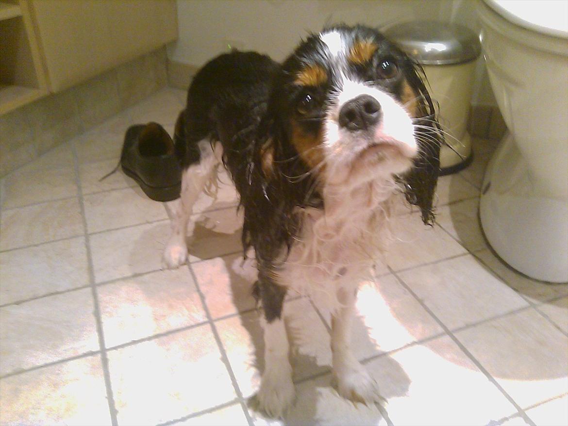 Cavalier king charles spaniel Funkel´s Lord Harley - Harley der lige er kommet ud af badet <3 billede 7