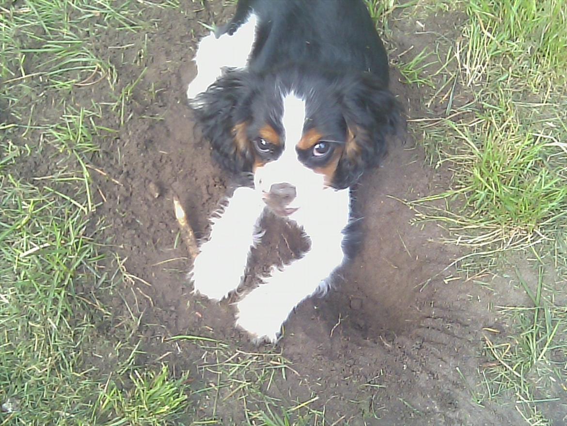 Cavalier king charles spaniel Funkel´s Lord Harley - så skal der vogtes  billede 8