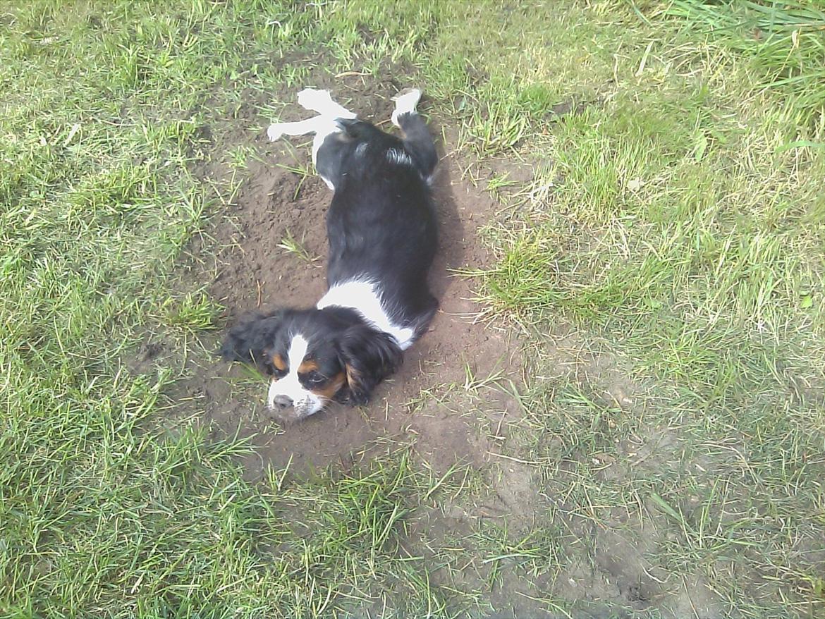 Cavalier king charles spaniel Funkel´s Lord Harley billede 10