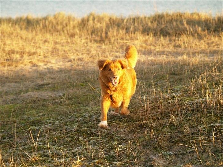 Nova scotia duck tolling retriever Bella - Velkommen til Bellas Profil
Læg Gerne EN Kommentar! :) billede 1