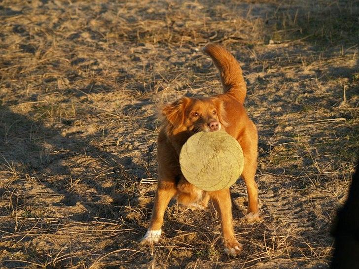 Nova scotia duck tolling retriever Bella - Bella vil ikke give hendes frecebee(staves) :) billede 2