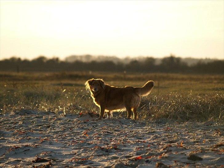 Nova scotia duck tolling retriever Bella - Bella i solen (Flovt strand) billede 3