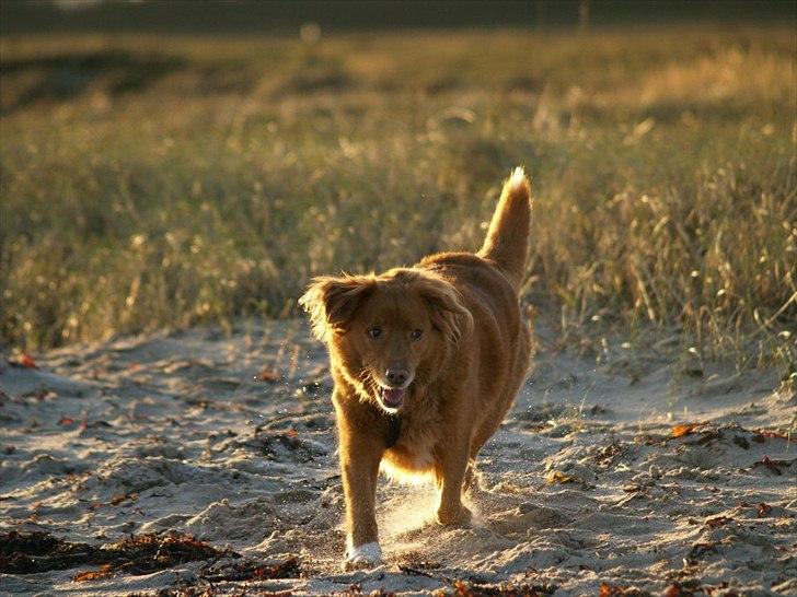 Nova scotia duck tolling retriever Bella - Flovt strand<3 billede 4