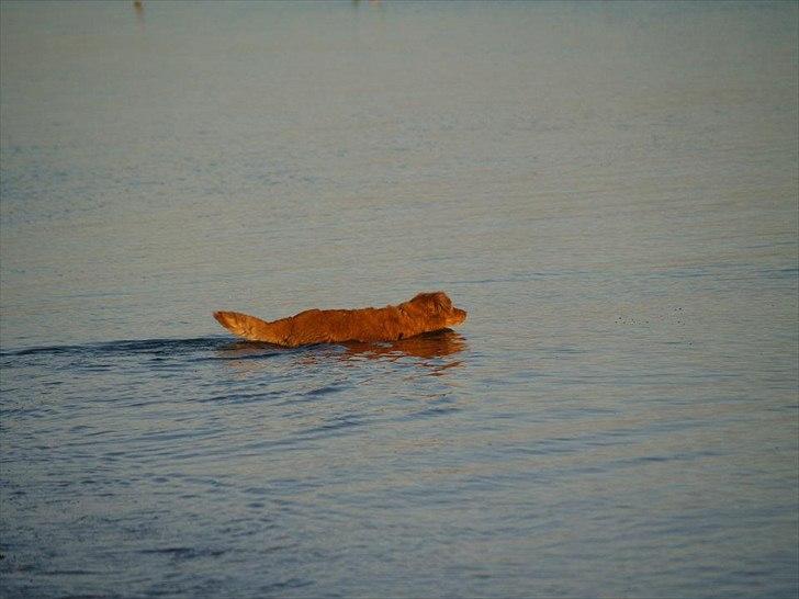 Nova scotia duck tolling retriever Bella - Bella der '' Elsker vand '' billede 5