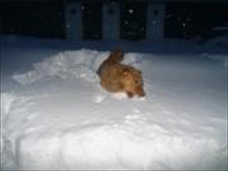 Nova scotia duck tolling retriever Bella - Vinter 2010 billede 6