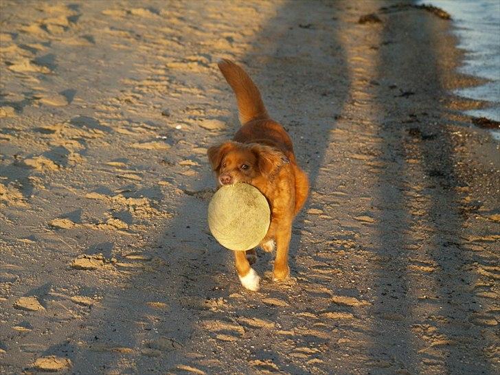 Nova scotia duck tolling retriever Bella - Miiin billede 7