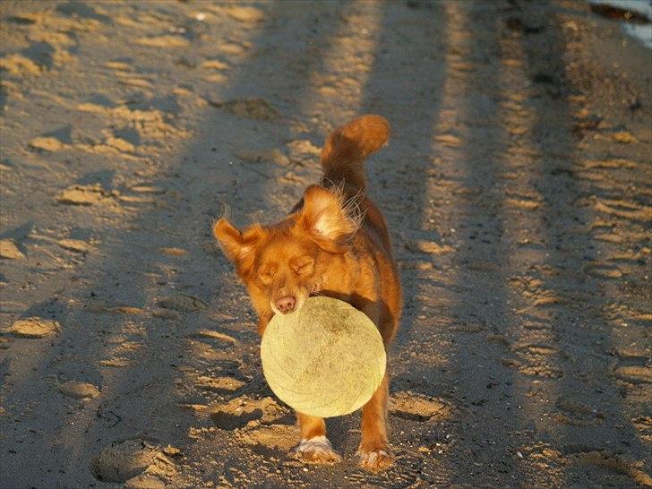 Nova scotia duck tolling retriever Bella - Jeg kommer nu! billede 8