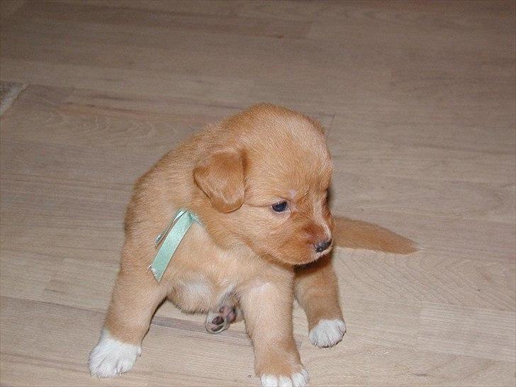 Nova scotia duck tolling retriever Bella - Bella som unge! billede 9