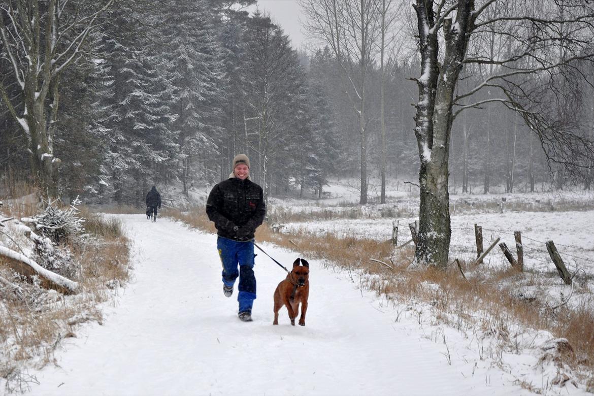 Rhodesian ridgeback Zikomo billede 6