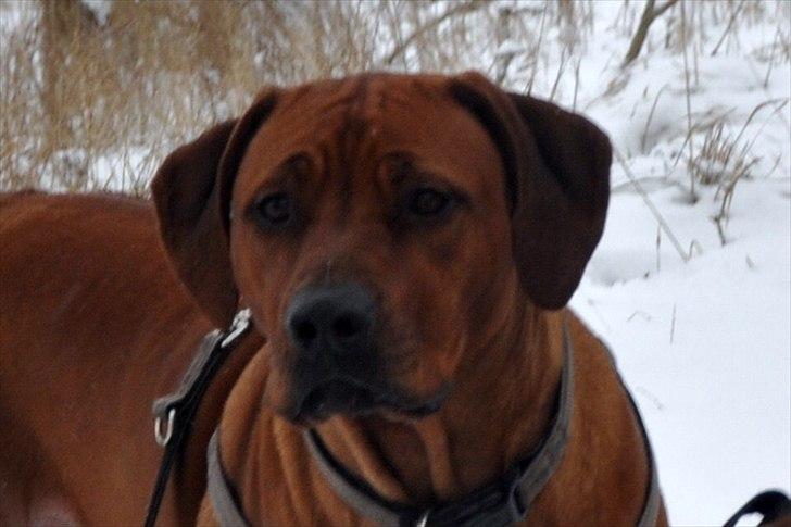 Rhodesian ridgeback Zikomo billede 8