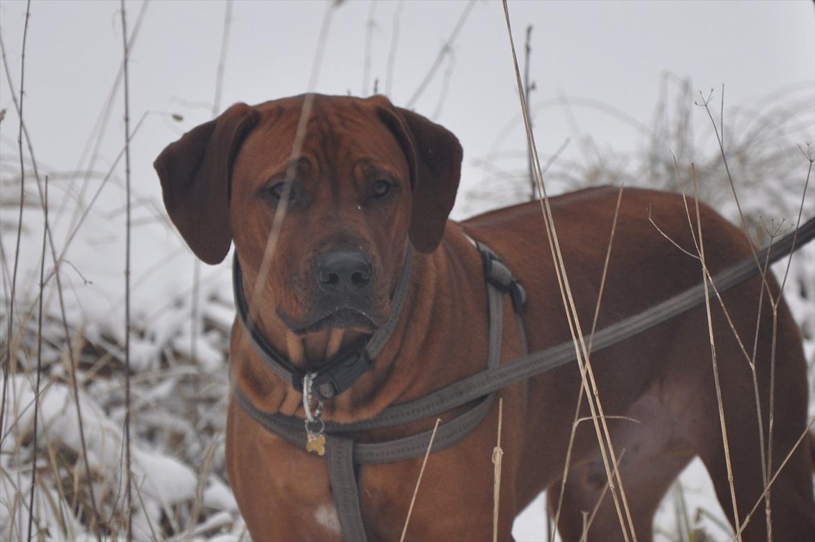 Rhodesian ridgeback Zikomo billede 1