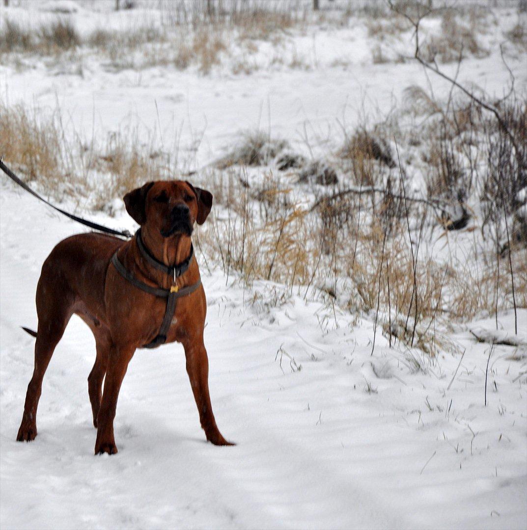 Rhodesian ridgeback Zikomo billede 5